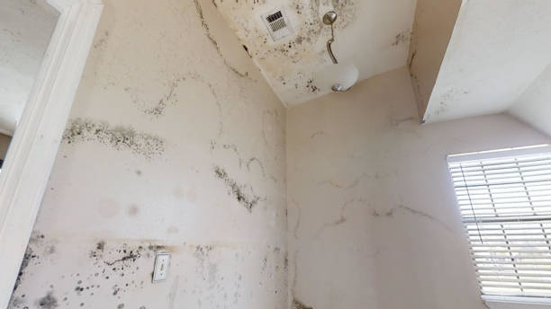 Best Water Damage & Mold Remediation  in Bethany, OR