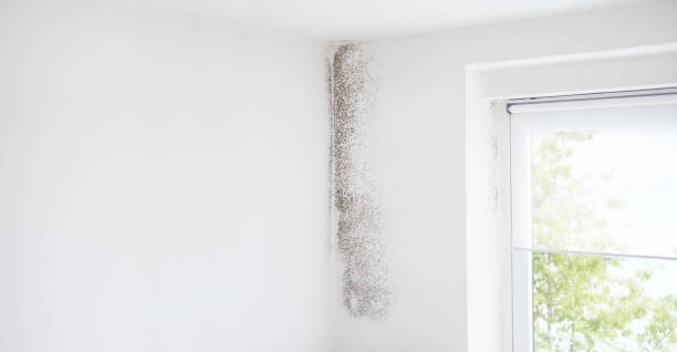 Best Indoor Air Quality Assessment  in Bethany, OR