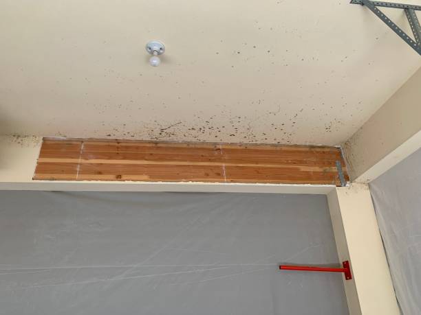 Best Mold Prevention Services  in Bethany, OR