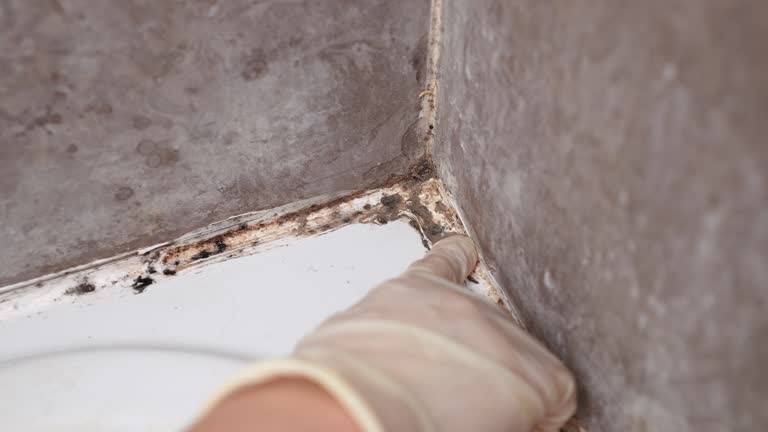 Best Asbestos and Lead Testing During Mold Inspection  in Bethany, OR